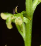 Palegreen orchid